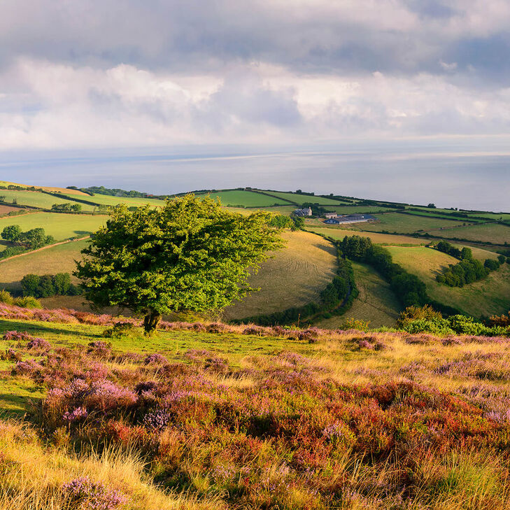 Idyllische Landschaft in England mit grünen Feldern und Blick auf das Meer im Hintergrund