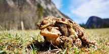 Drei Kröten hocken aufeinander im Frühling am Lödensee, Ruhpolding