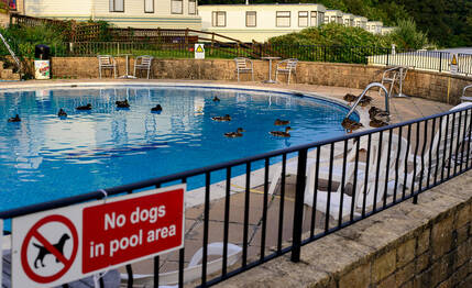 Ein Swimming Pool in dem morgens die Enten schwimmen. Im Vordergrund ein rotes Verbotsschild: "no dogs in pool area"